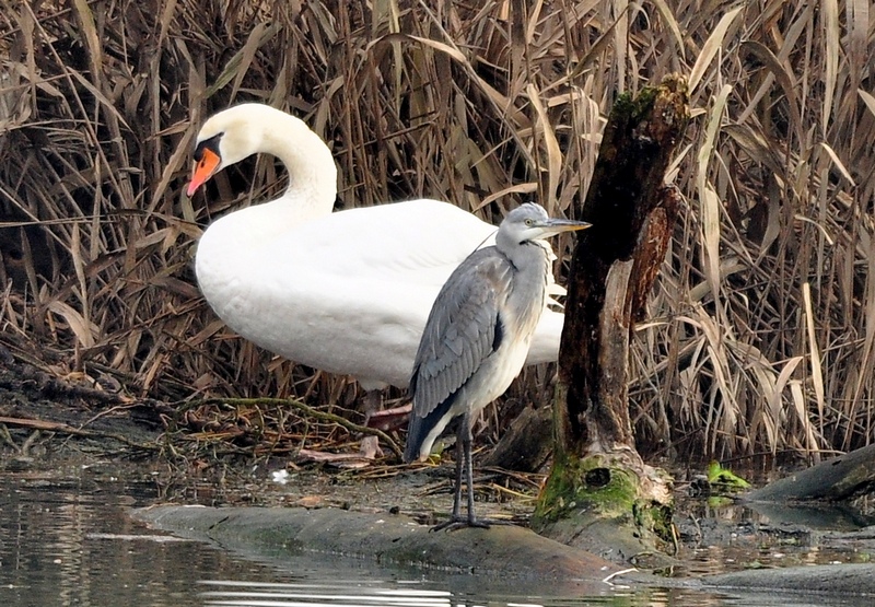 Cigno con airone